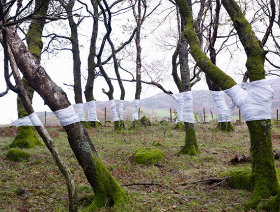 tree line Cadair, Oak 2010