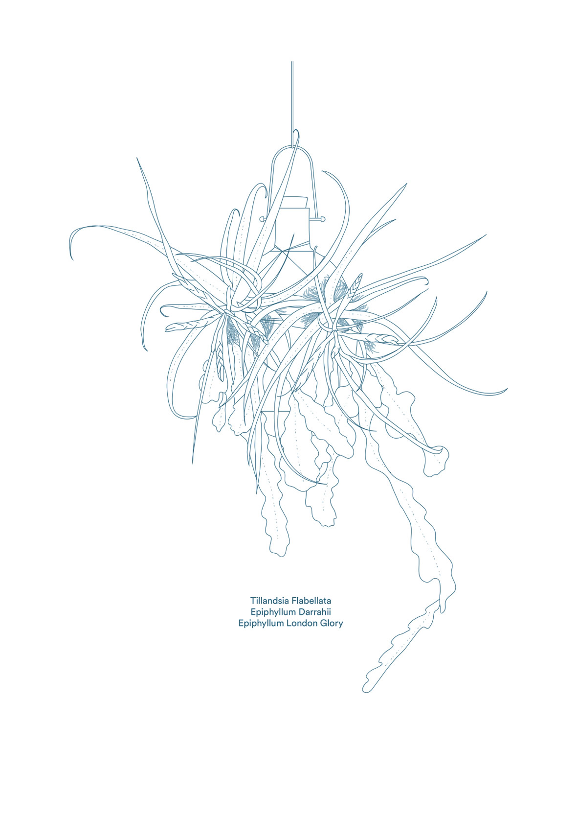 01-dossofiorito-epiphytes-illustration